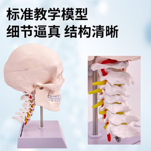 Modèle de crâne humain 1:1 ; Modèle de crâne avec vertèbres cervicales ; Modèle de crâne avec cerveau ; Modèle d'anatomie du cerveau - Product Image 2