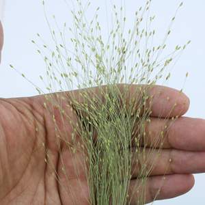 Hojas de Hierba de Fuente Secas y Prensadas, Follaje Natural Ornamental para Manualidades con Resina y Decoración - Product Image 6