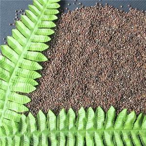 Mangime Naturale per Uccelli di Perilla Pura Biologica Direttamente dal Produttore con Processo di Essiccazione Avanzato - Product Image 4