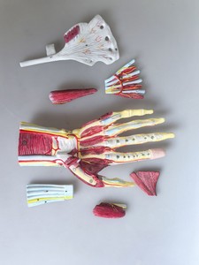 Modelo Anatómico Numerado de Mano Humana <span class=keywords><strong>con</strong></span> Estructura Multicapa, Músculos y Nervios para Enseñanza Médica - Product Image 5