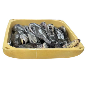 Poisson croaker brun congelé à bas prix, éviscéré, pour <span class=keywords><strong>la</strong></span> vente en gros de fruits de mer, poisson croaker congelé à vendre - Product Image 4