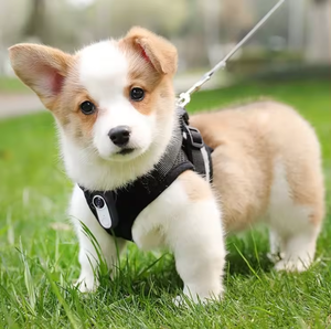 2024 nueva aplicación de cámara para mascotas cámara magnética de visualización en tiempo Real deportes al aire libre Monitor Hd Wifi 1080p Cámara deportiva de pulgar para niños - Product Image 3