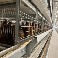 Nouvelle cage automatique de type H pour poules pondeuses à vendre à bas prix avec composant moteur central pour les industries de vente au détail