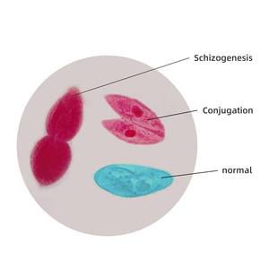 Lames de microscope à paramécie Schizogenèse et <span class=keywords><strong>conjugaison</strong></span> de la paramécie W.M. Spécimen de diapositives éducatives préparées en laboratoire - Product Image 2
