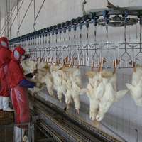 Petite et grande machine de ligne d'abattage de poulets de caille et de poulets de chair avec moteur et composants de noyau de roulement équipement d'abattage de volaille