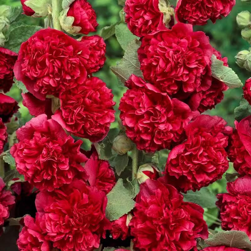 ดอกไม้สีแดงสองกลีบ