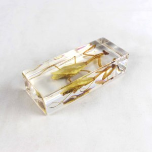 사마귀 곤충 내장 표본 - Product Image 2