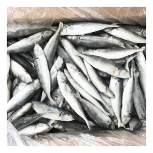 China Origin Trachurus Fish Frozen Whole Round Horse Mackerel