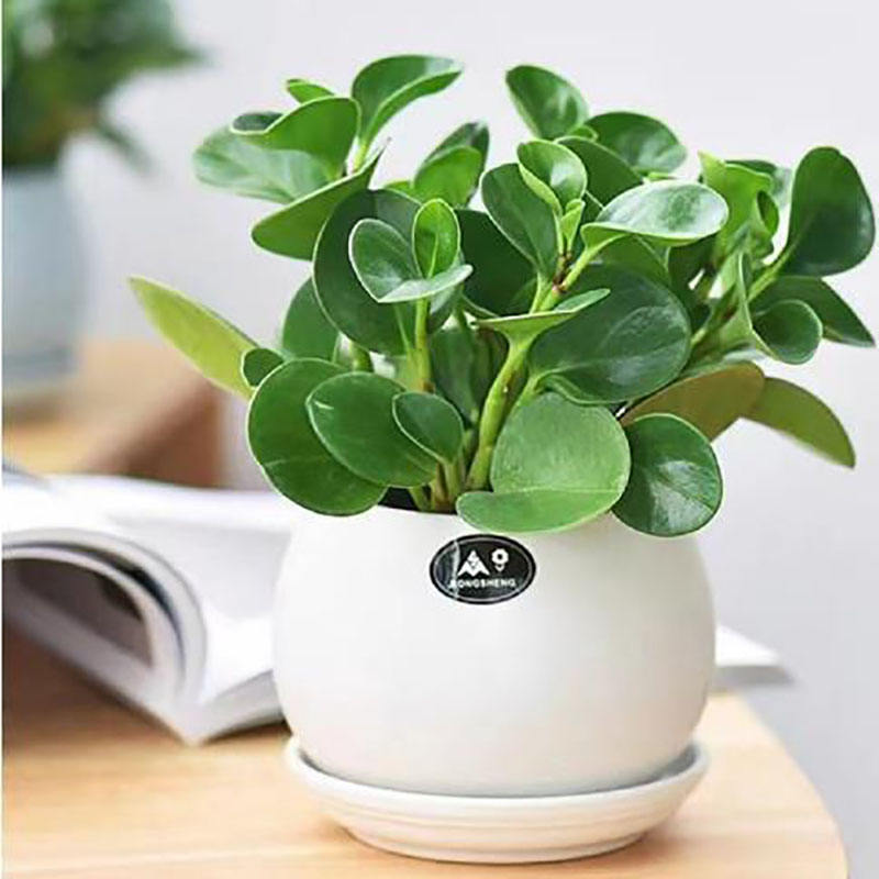 4# ดูบัน กรีน 20 เกรน