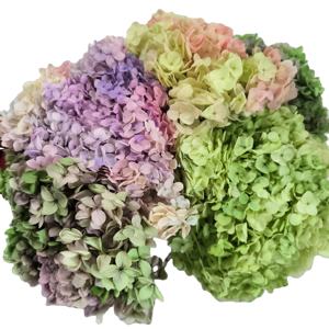 Mur de fleurs hortensias stabilisés vraies fleurs d'<span class=keywords><strong>hortensia</strong></span> séchées anna <span class=keywords><strong>hortensia</strong></span> préservé pour les événements à la maison décor de mariage bricolage artisanat - Product Image 1