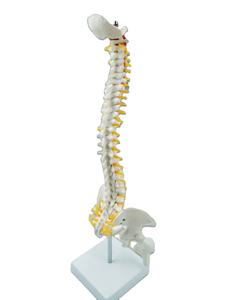 मानव शरीर रचना विज्ञान चिकित्सा कॉलेज शिक्षण प्लास्टिक रीढ़ और श्रोणि हड्डी मॉडल - Product Image 4