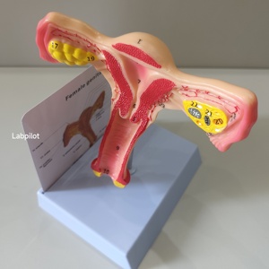 Simulador de Útero Labpilot, Maniquí de Demostración Médica, Modelo de Lesión Cervical, Entrenamiento Anatómico Escolar, Plástico PVC LP/ZG - Product Image 4