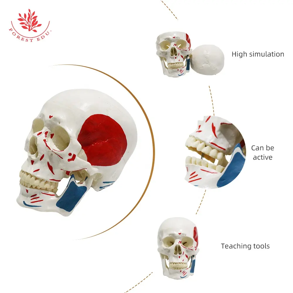 FRT022医療用人間の筋肉の開始点と終了点頭蓋骨モデル整形外科教育頭蓋骨モデル両面筋肉頭蓋骨モデル