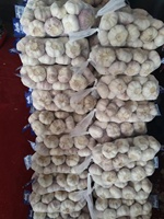 Ail chinois frais à prix préférentiel d'exportation en gros et de haute qualité