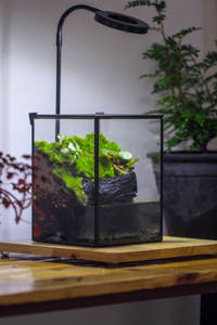 Étanche Fermer Géométrique Verre Étain Terrarium Ventouse Étang Maison <span class=keywords><strong>Jardin</strong></span> Mur Utilisation Kit <span class=keywords><strong>Mousse</strong></span> D'eau Paysage Plante Décoration - Product Image 4
