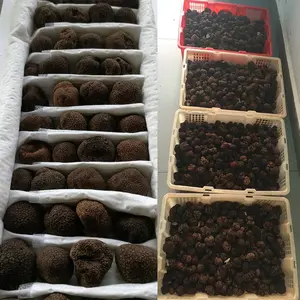 Hot Selling Shack Brown Black Truffle Dried Truffle For Sales