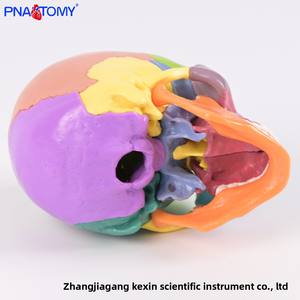 Modèle <span class=keywords><strong>de</strong></span> crâne coloré en 15 parties avec affichage <span class=keywords><strong>de</strong></span> couleur zoné, crâne <span class=keywords><strong>de</strong></span> taille réduite détachable, outil d'enseignement médical et d'entraînement en anatomie - Product Image 4