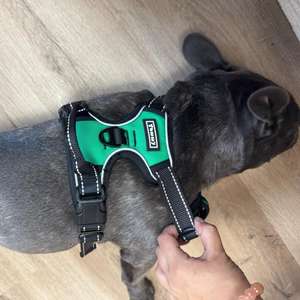 Imbracatura per cani Yommy con pettorina regolabile 2,5*39-55 cm - Product Image 1