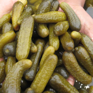 240/260 Lts Drums Preserved Gherkins in Brine Vegetable <b>Pickles</b> in Large Storage <b>Jars</b> - Product Image 1