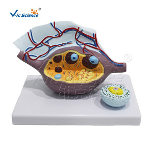 Modèle anatomique magnifié de l'ovaire ; outil pédagogique pour l'enseignement de la structure du système reproducteur féminin ; modèle pédagogique d'organe humain. - Product Image 4