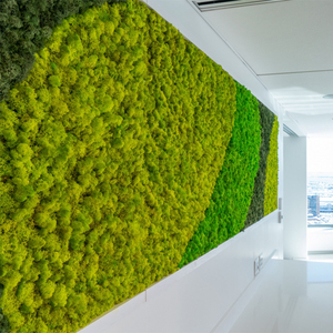 Fresh Real Natural Preserved <strong>Moss</strong> <strong>for</strong> Wall Decoration - Product Image 5