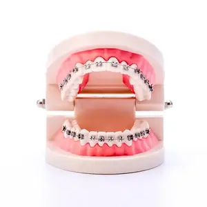 Easyinsmile Dental orthodontic bracket tooth model for dental education acrylic denture model