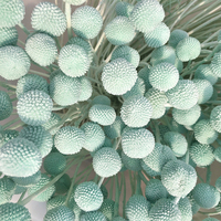 Fleur séchée naturelle Craspedia Golden Ball (Billy Balls) pour décoration de Noël, mariage, maison et projets DIY