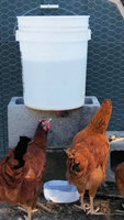 Seau barils poubelle eau de pluie anti-rongeur 3 ports et scie cloche volaille poulet mangeoire poule creux gravité ferme poulet alimentation