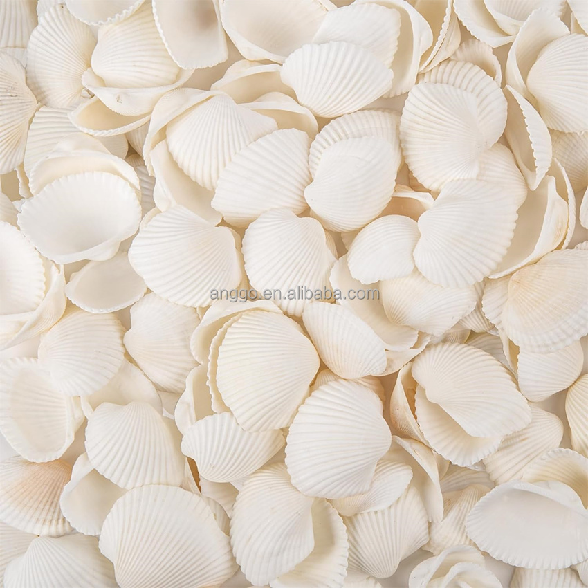 Concha de Scallop