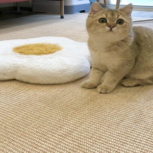Alfombra de Sisal Ecológica en Rollo, Aspecto Limpio, Fibra Natural Resistente para Pasillo - Product Image 1