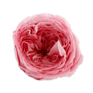 ZanTe Hoa Hồng <span class=keywords><strong>Austin</strong></span> Được Bảo Quản Lâu Dài Bất Tử Vĩnh Cửu Tùy Chỉnh Để Làm Quà Tặng Hoa Hồng Tự Làm - Product Image 2