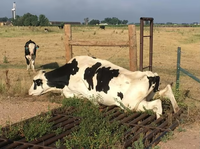 Ferme arrêt vaches garde grille Durable en acier soudé galvanisé finition pas cher prix bétail grille pour équipement agricole bétail cour