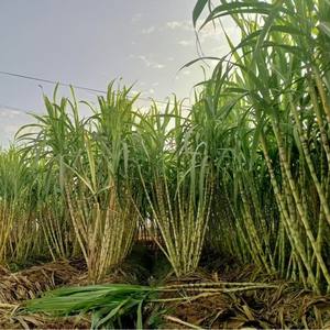 Canna da Zucchero Verde di Taoshan Appena Tagliata 1 Scatola 2,5kg Buccia Sottile Croccante Succosa Dolce Lunga Spedita tramite SF Express Cina - Product Image 5