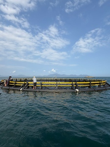 Nuestra jaula circular para peces de HDPE de 12 m de diámetro es perfectamente adecuada para la cría de tambaqui, con una biomasa de stock de 17 toneladas por conjunto. - Product Image 5