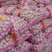 Frischer Knoblauch Chinesische neue Ernte versorgung als Knoblauch normal weiß und reinweiß Alho Ajo mit Großhandel frischen Knoblauch Preis