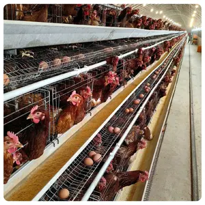 Cage de poulet à vendre Poules pondeuses élevage de poules pondeuses cage de batterie fournie cages pour animaux galvanisées 15 ans à bon prix