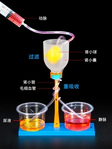 Modèle de nerf rénal en plastique pour petit expérience scientifique DIY, technologie de filtration rénale, pour enfants de 5 à 7 ans et collégiens, urine simulée - Product Image 6