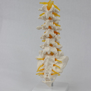 5 vertèbres lombaires, vertèbres sacrales et nerfs de type I, aides pédagogiques orthopédiques 1:1, directes et complètes. - Product Image 2