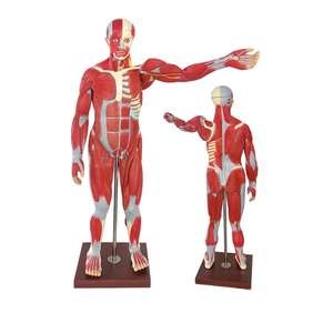 आंतरिक अंगों के साथ मानव मांसपेशी शरीर रचना मॉडल, 170 सेमी जीवन-आकार शारीरिक शिक्षण मॉडल - Product Image 3