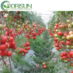 Invernaderos de cultivo de tomate con diseño de cubierta de plástico para proyectos agrícolas