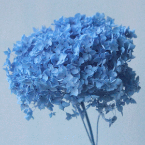 زهرة وخالدة بأوراق كبيرة من نبات الهيدرا, زهور مجففة بقطعة واحدة من نبات الهدرانيا ، زهور مجففة صغيرة من نبات الهدرانيا - Product Image 5