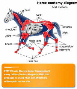 Máquina de Campo Electromagnético Pulsado (PEMF) Profesional de Alta Calidad para Clínicas Veterinarias, Mantenimiento de la Salud Equina, para <span class=keywords><strong>Caballos</strong></span> - Product Image 2