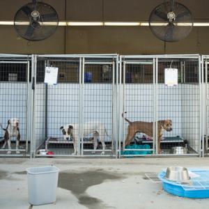กรงสุนัขเหล็กชุบสังกะสีขนาดใหญ่4*8*6ฟุตใช้ในร่มกรงสุนัขขึ้นเครื่องสำหรับสุนัขกรงสุนัขแบบปรับแต่งได้สำหรับงานหนัก - Product Image 2