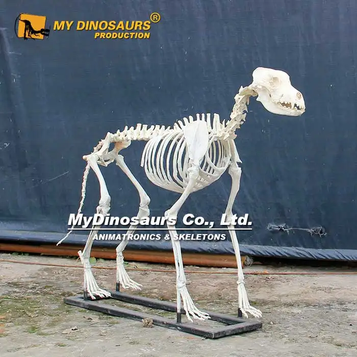 MY DINO Museum Exhibition Dog Skeleton for Sale