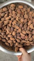 Nouvelle Récolte de Cardamome Noire Chinoise Entière Séchée (AD Cao Guo Amomum Tsaoko) 25Kg – Emballage OEM Disponible, Approvisionnement en Gros