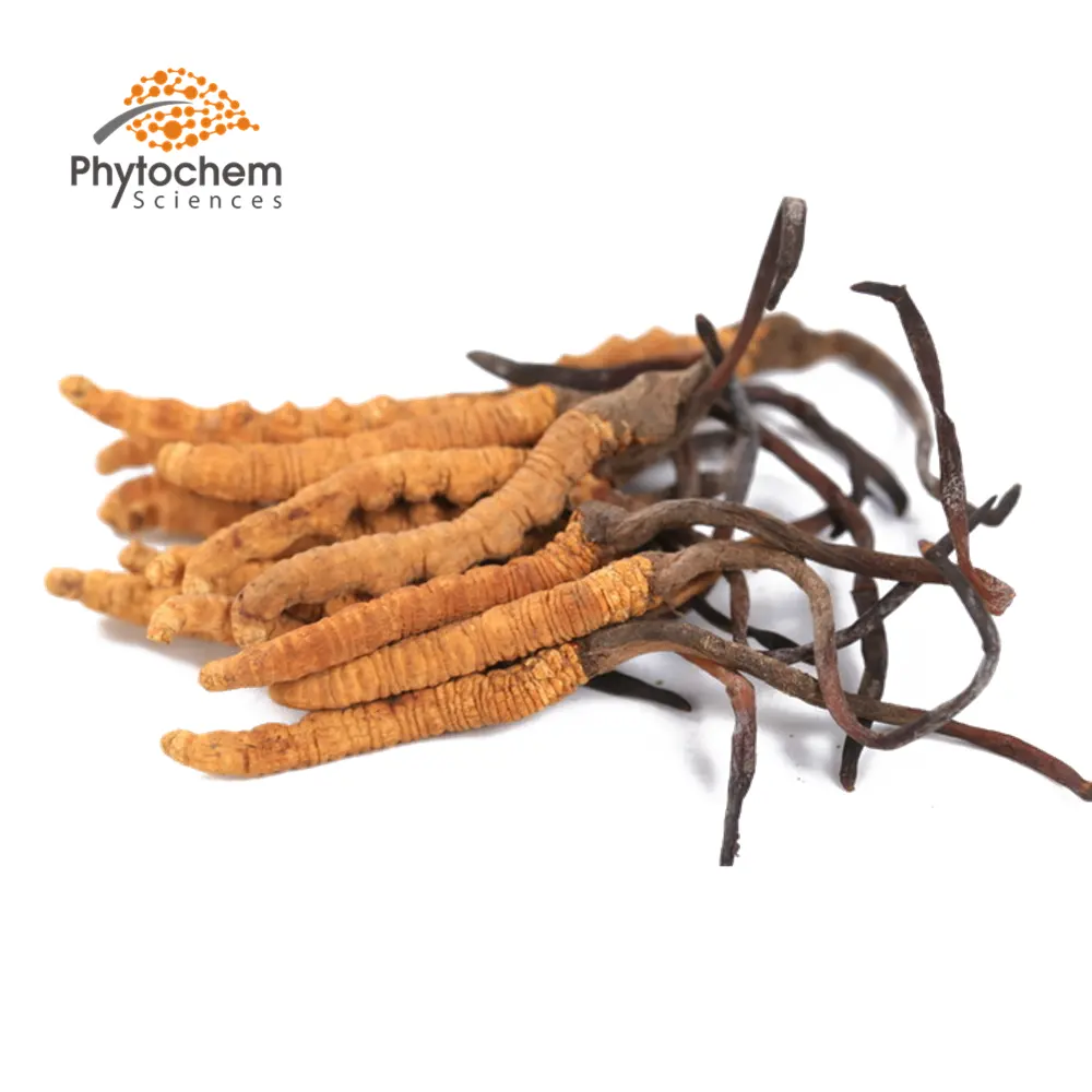 Factory Price of 30% Polysaccharides by UV Sinensis Cordyceps Extract