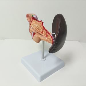 Vente en gros science médicale Viscérale Pathologique PVC 22 pièces Modèle anatomique agrandi détachable de la rate et du pancréas duodénum - Product Image 2