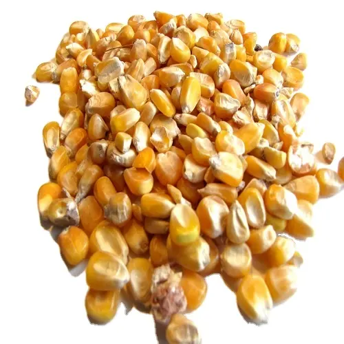 non gmo corn cattle feed quality non gmo yellow corn animal feed price of animal feed yellow corn india