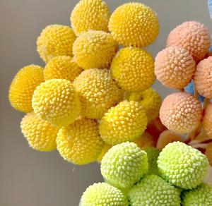 Fleurs de Craspedia naturelles séchées et préservées, boules dorées <span class=keywords><strong>pour</strong></span> la décoration florale de la maison, des tables de mariage - Product Image 4