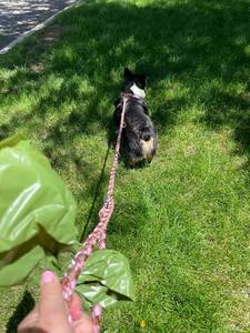 All'ingrosso prodotti per animali domestici intrecciati mani libere in esecuzione doppia spessa corda tattica Paracord guinzaglio cane - Product Image 4